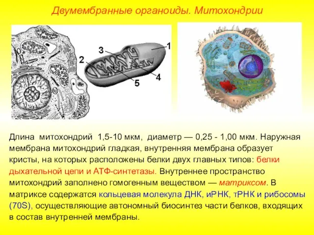 Длина митохондрий 1,5-10 мкм, диаметр — 0,25 - 1,00 мкм. Наружная