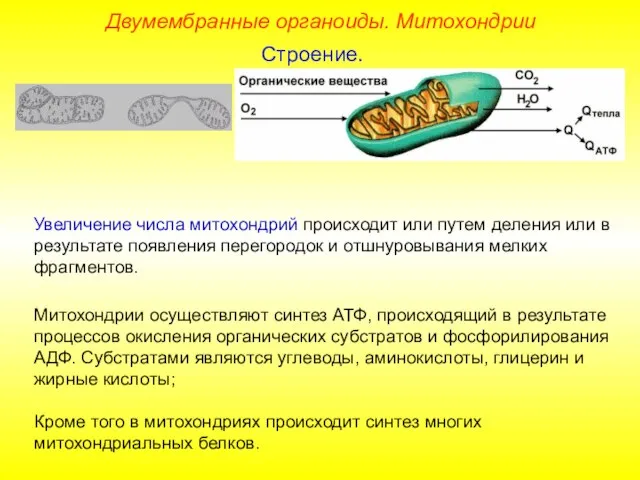 Увеличение числа митохондрий происходит или путем деления или в результате появления