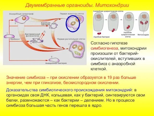 Двумембранные органоиды. Митохондрии Согласно гипотезе симбиогенеза, митохондрии произошли от бактерий-окислителей, вступивших