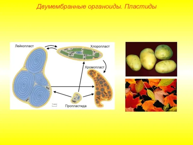 Двумембранные органоиды. Пластиды
