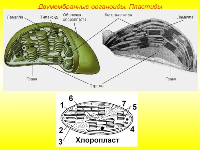 Двумембранные органоиды. Пластиды