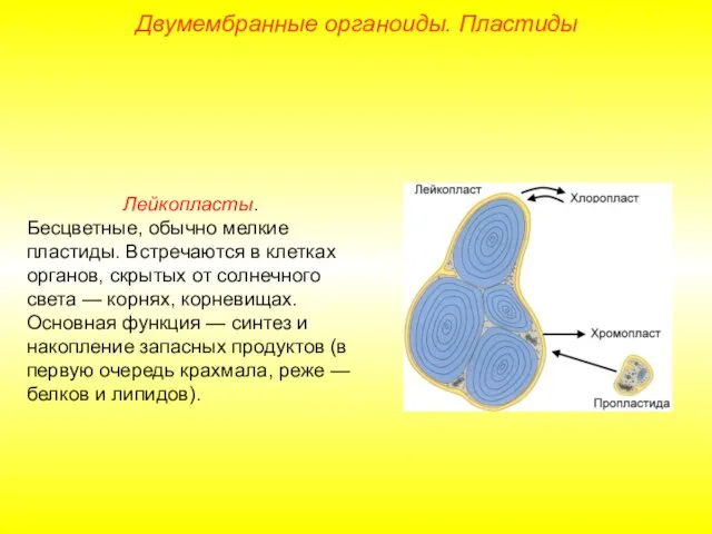 Лейкопласты. Бесцветные, обычно мелкие пластиды. Встречаются в клетках органов, скрытых от