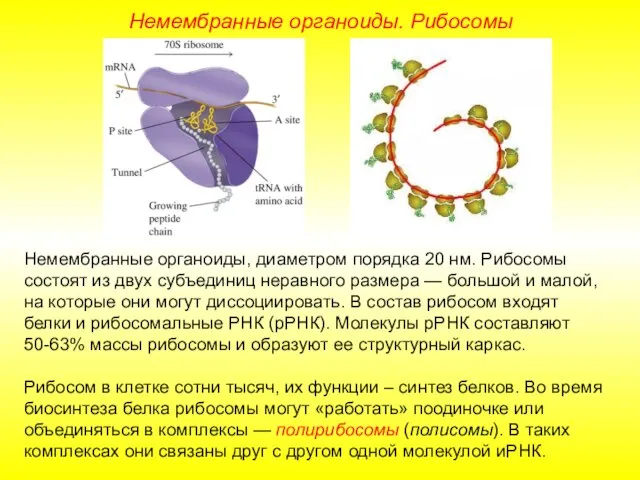 Немембранные органоиды, диаметром порядка 20 нм. Рибосомы состоят из двух субъединиц