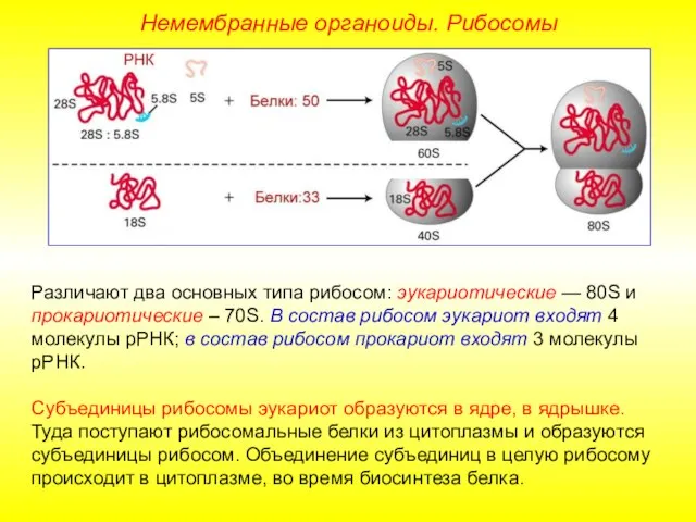 Различают два основных типа рибосом: эукариотические — 80S и прокариотические –