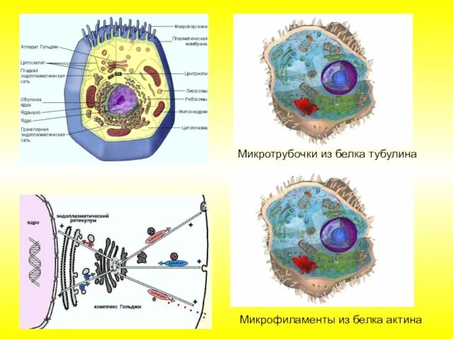 Микротрубочки из белка тубулина Микрофиламенты из белка актина