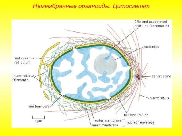 Немембранные органоиды. Цитоскелет