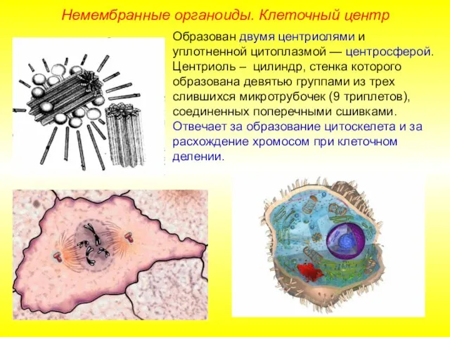 Образован двумя центриолями и уплотненной цитоплазмой — центросферой. Центриоль – цилиндр,