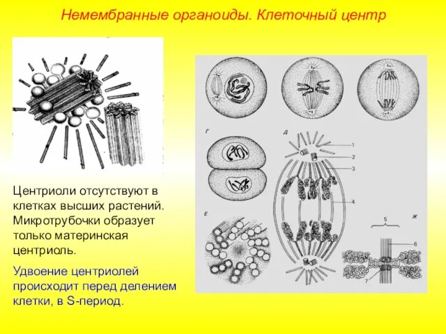 Немембранные органоиды. Клеточный центр Центриоли отсутствуют в клетках высших растений. Микротрубочки