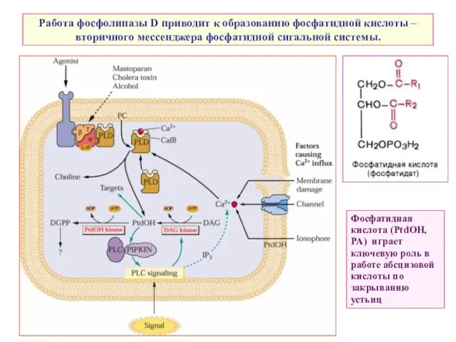 Работа фосфолипазы D приводит к образованию фосфатидной кислоты – вторичного мессенджера