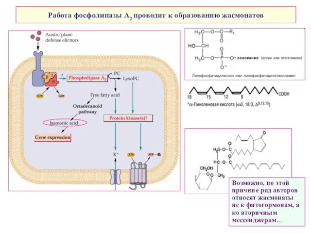 Работа фосфолипазы А2 проводит к образованию жасмонатов Возможно, по этой причине