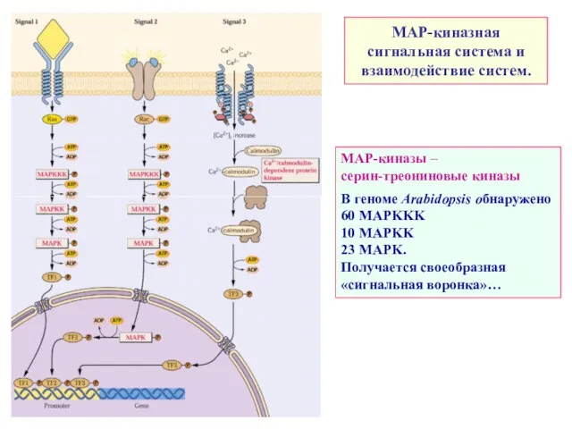 МАР-киназная сигнальная система и взаимодействие систем. МАР-киназы – серин-треониновые киназы В