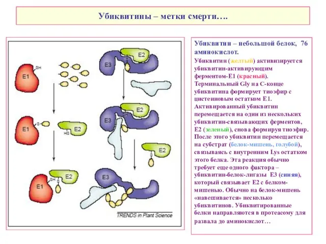 Убиквитины – метки смерти…. Убиквитин – небольшой белок, 76 аминокислот. Убиквитин