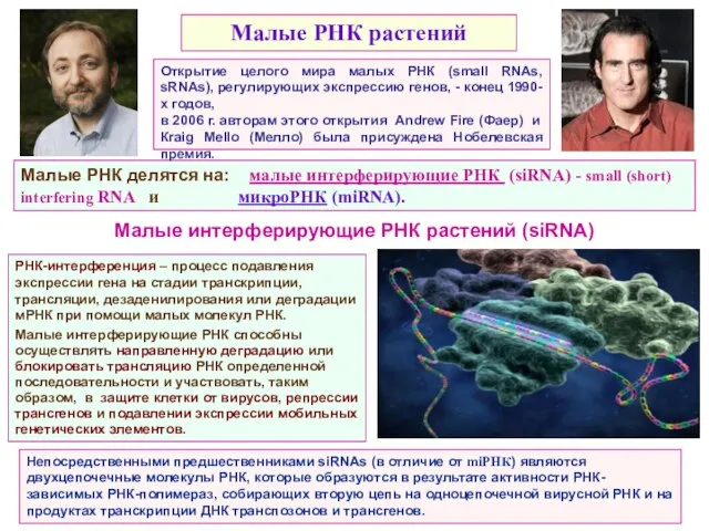 Малые РНК делятся на: малые интерферирующие РНК (siRNA) - small (short)