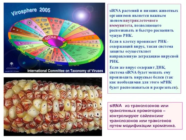 siRNA из транспозонов или трансгенных промоторов – контролируют сайленсинг транспозонов или