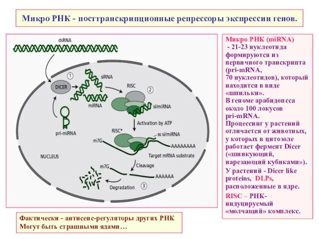 Микро РНК - посттранскрипционные репрессоры экспрессии генов. Микро РНК (miRNA) -