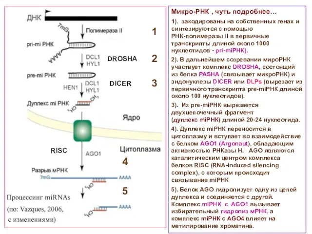 Микро-РНК , чуть подробнее… 1). закодированы на собственных генах и синтезируются