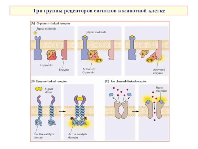 Три группы рецепторов сигналов в животной клетке