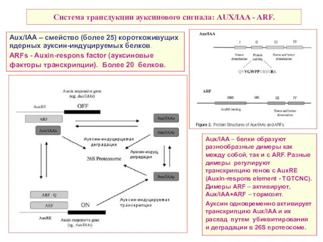 Система трансдукции ауксинового сигнала: AUX/IAA - ARF. Aux/IAA – белки образуют