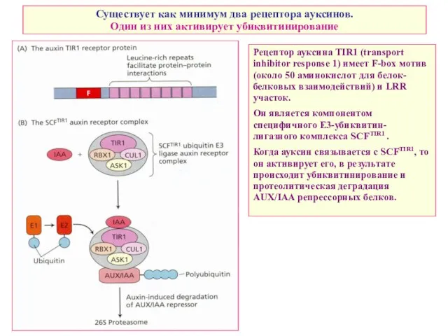Существует как минимум два рецептора ауксинов. Один из них активирует убиквитинирование