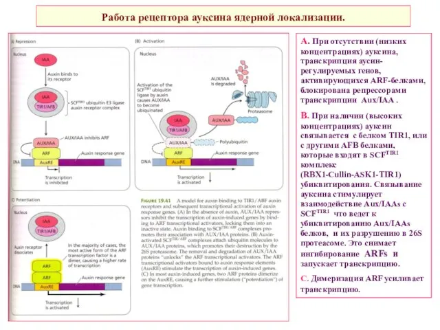 Работа рецептора ауксина ядерной локализации. А. При отсутствии (низких концентрациях) ауксина,