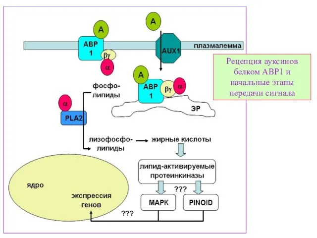 Рецепция ауксинов белком ABP1 и начальные этапы передачи сигнала ???