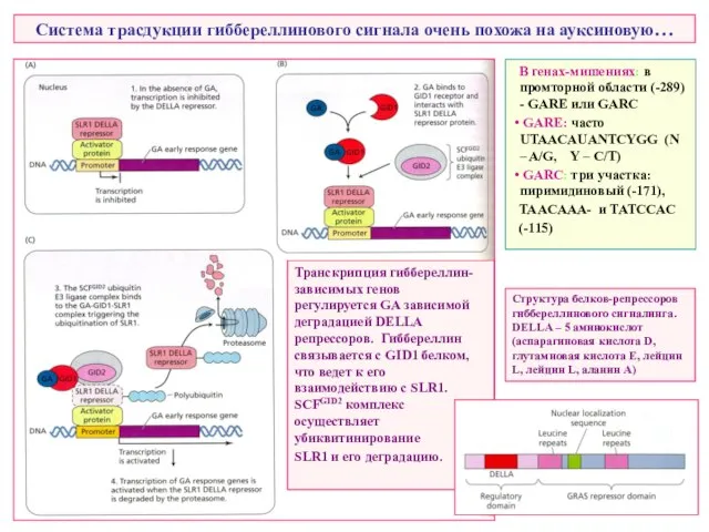 Система трасдукции гиббереллинового сигнала очень похожа на ауксиновую… В генах-мишениях: в