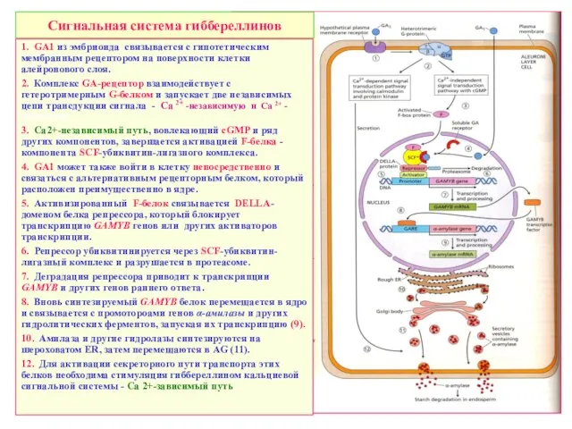 Сигнальная система гиббереллинов 1. GA1 из эмбриоида связывается с гипотетическим мембранным