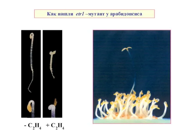 Как нашли еtr1 –мутант у арабидопсиса