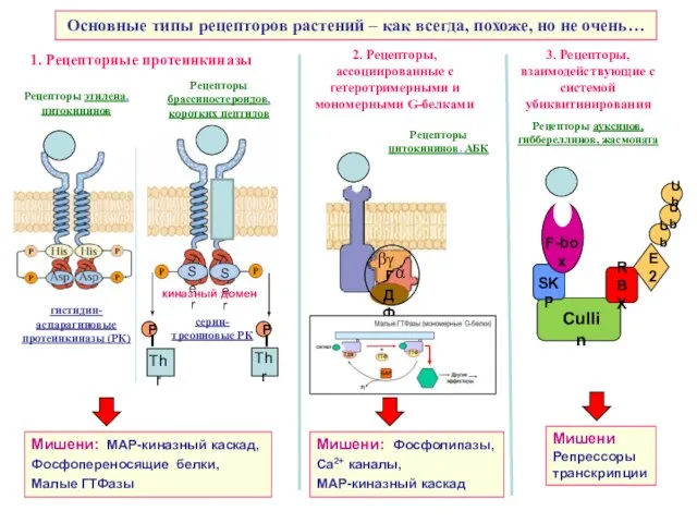 Основные типы рецепторов растений – как всегда, похоже, но не очень…