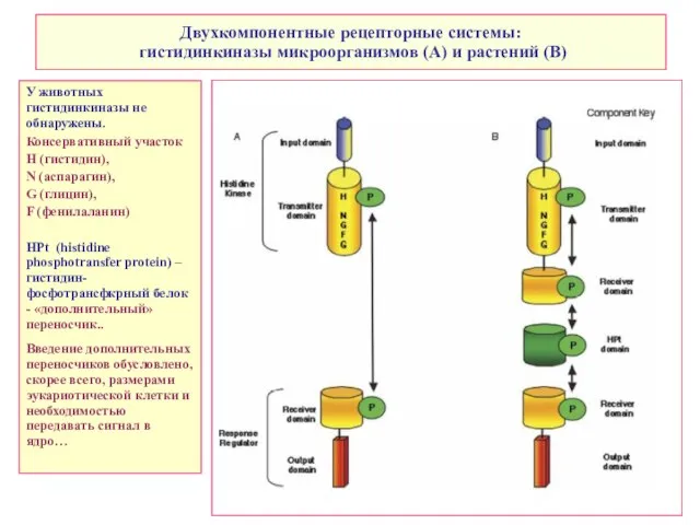 Двухкомпонентные рецепторные системы: гистидинкиназы микроорганизмов (A) и растений (B) У животных