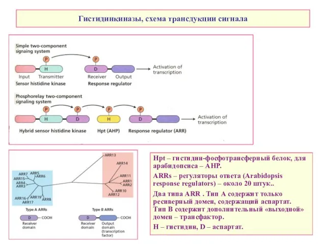 Гистидинкиназы, схема трансдукции сигнала Нpt – гистидин-фосфотрансферный белок, для арабидопсиса –