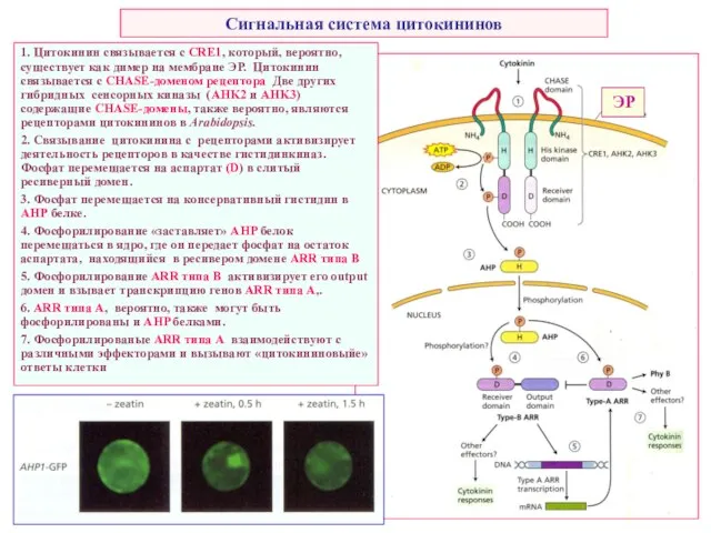 Сигнальная система цитокининов 1. Цитокинин связывается с CRE1, который, вероятно, существует