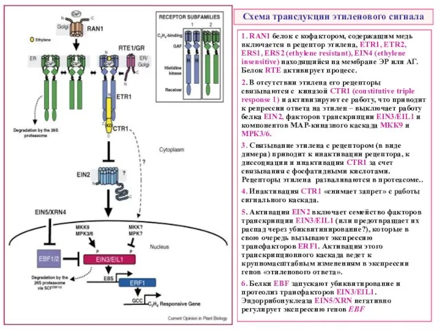 Схема трансдукции этиленового сигнала 1. RAN1 белок с кофактором, содержащим медь