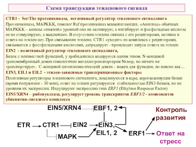 Схема трансдукции этиленового сигнала EIN5/XRN4 MAPK Контроль развития CTR1 - Ser\Thr