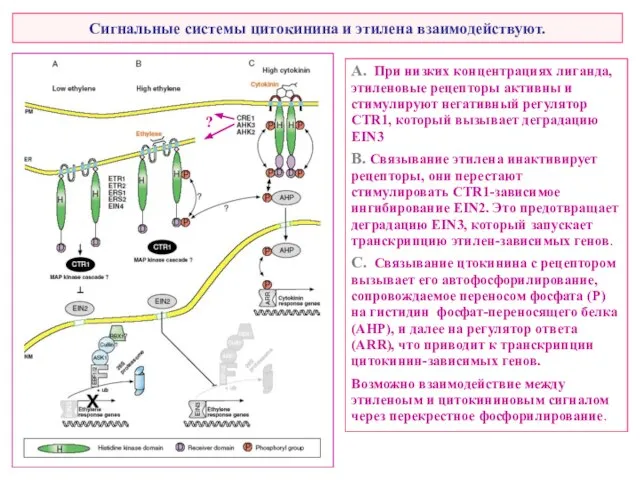 Сигнальные системы цитокинина и этилена взаимодействуют. A. При низких концентрациях лиганда,