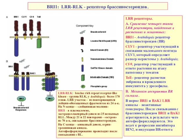 BRI1: LRR-RLK - рецептор брассиностероидов. LRR рецепторы. А. Сравнение четырех типов