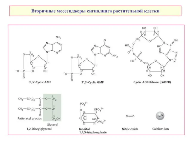 Вторичные мессенджеры сигналинга растительной клетки