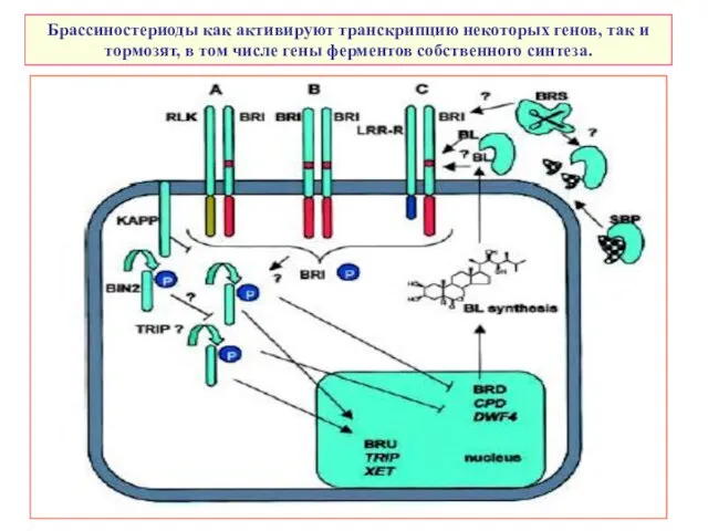 Брассиностериоды как активируют транскрипцию некоторых генов, так и тормозят, в том числе гены ферментов собственного синтеза.