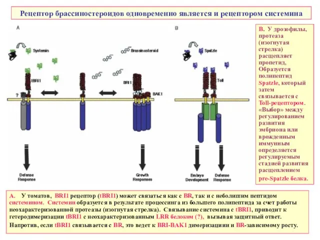 Рецептор брассиностероидов одновременно является и рецептором системина А. У томатов, BRI1