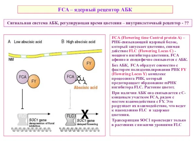 FCA (Flowering time Control protein A) – РНК-связывающий ядерный белок, который