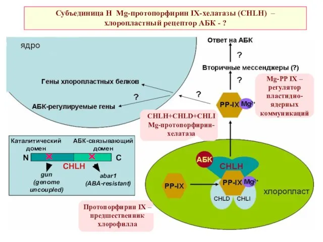 Субъединица Н Mg-протопорфирин IX-хелатазы (CHLH) –хлоропластный рецептор АБК - ?