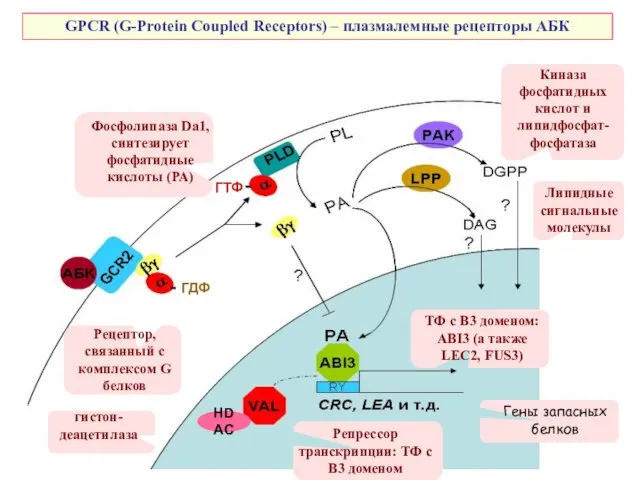 GPCR (G-Protein Coupled Receptors) – плазмалемные рецепторы АБК ТФ с В3