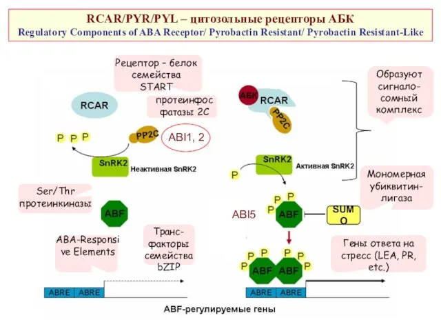 RCAR/PYR/PYL – цитозольные рецепторы АБК Regulatory Components of ABA Receptor/ Pyrobactin