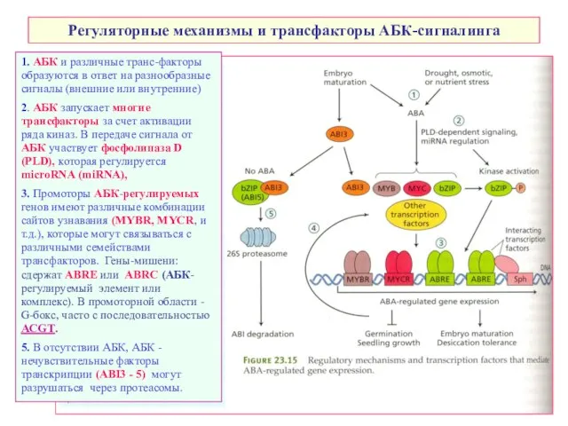 Регуляторные механизмы и трансфакторы АБК-сигналинга 1. АБК и различные транс-факторы образуются