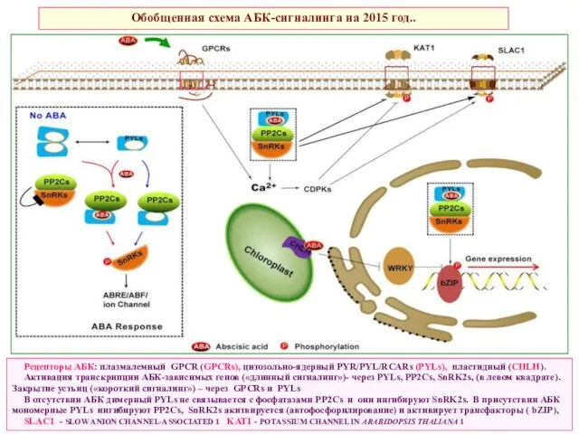 Обобщенная схема АБК-сигналинга на 2015 год.. Рецепторы АБК: плазмалемный GPCR (GPCRs),