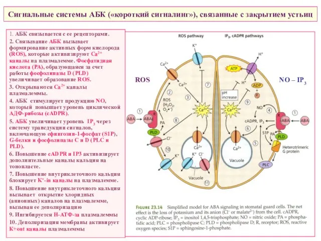 Сигнальные системы АБК («короткий сигналинг»), связанные с закрытием устьиц 1. АБК