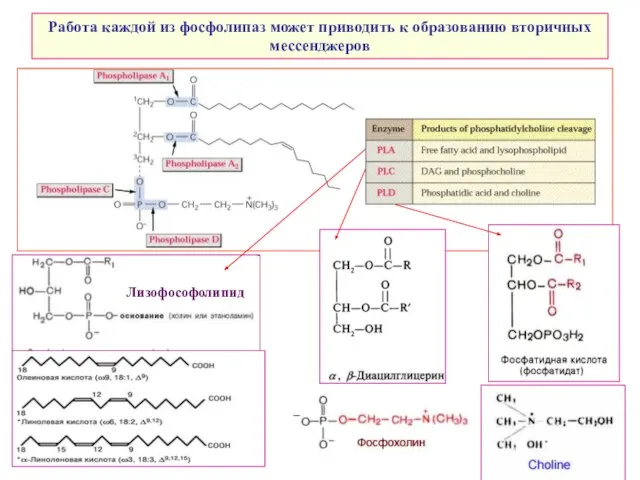 Работа каждой из фосфолипаз может приводить к образованию вторичных мессенджеров Лизофософолипид