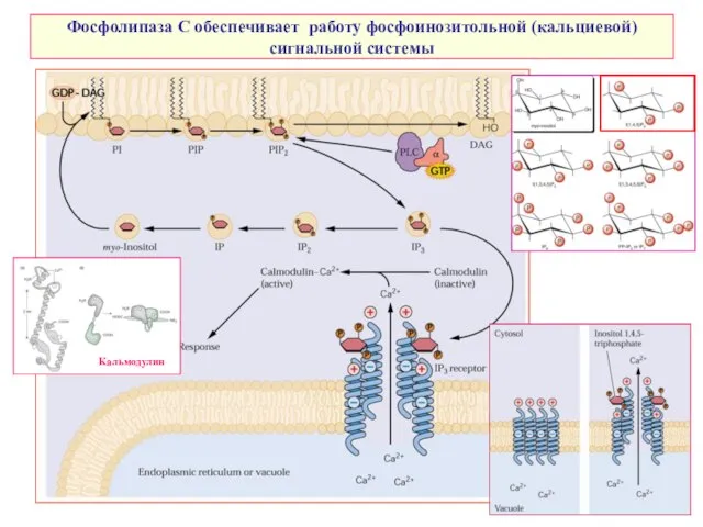 Фосфолипаза С обеспечивает работу фосфоинозитольной (кальциевой) сигнальной системы Кальмодулин