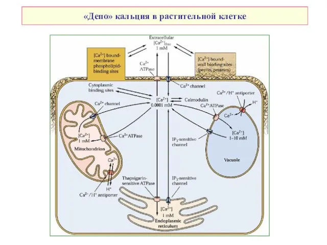 «Депо» кальция в растительной клетке