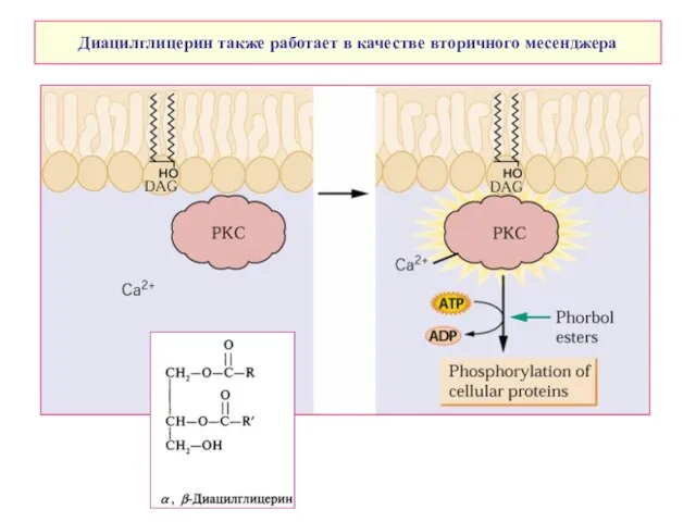 Диацилглицерин также работает в качестве вторичного месенджера
